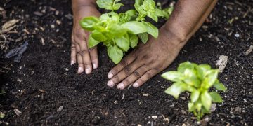 Why biodiversity is vital to food security