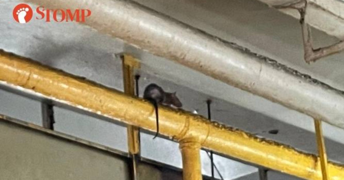 Oh rats! NEA finds 'extensive rodent droppings' at Beauty World Food Centre