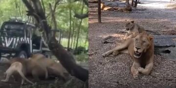 ‘He did not scream’: Zookeeper killed in lion attack at Bangkok zoo, shocking visitors, Asia News