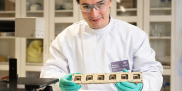 New biodegradable film made from onion skins can boost solar panel lifespan