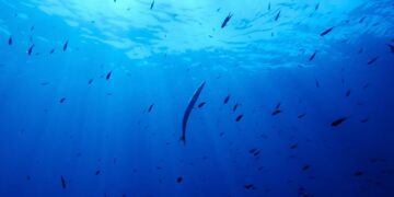 Nations ratify world’s first treaty to protect international waters